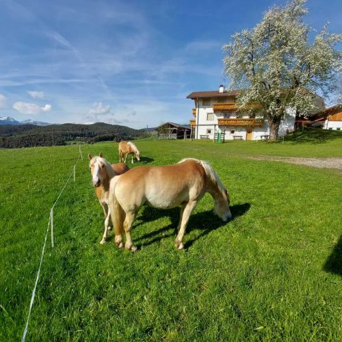 niglutsch hof kastelruth seiser alm suedtirol