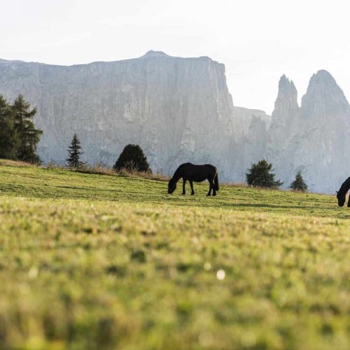 niglutsch hof kastelruth seiser alm suedtirol