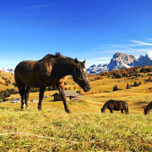 niglutsch hof kastelruth seiser alm suedtirol